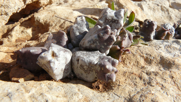 Apteranthes (=Caralluma) europaea / Fior di Tigre